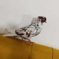 کفتر سور پلنگ