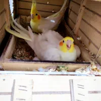 عروس هلندی جفت مولد 6 عدد|پرنده|بندر دیر, |دیوار