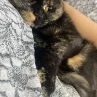 گربه ماده|گربه|بندرعباس, |دیوار