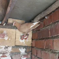 کبوتر زرد و بدرنگ افغان کلاهی