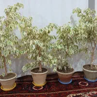 چهار عدد گل بنجامین پرپشت و سرسبز|گل و گیاه طبیعی|اسکو, |دیوار