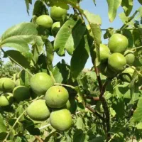 گردوتگان ماهر هستم