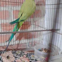 طوطی ملنگو معاوضه با گوشی|پرنده|ملارد, |دیوار