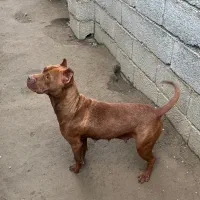 پیتبول|سگ|تهران, ترمینال غرب|دیوار