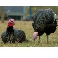 تخم بوقلمون نطفه دار