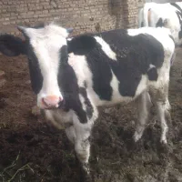 دو راس گوساله نر جوانه