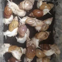 ۱۵ عدد حلزون