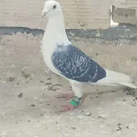 کفتر پشت گراف کویتی یک جفت به شرط تخم وجوجه