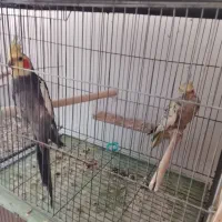 جفت عروس هلندی مولد