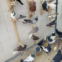 کفتر|پرنده|شیراز, لب آب|دیوار