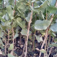 فروش نهال پسته پایه بادامی زرند|خدمات باغبانی و درختکاری|اصفهان, احمدآباد|دیوار