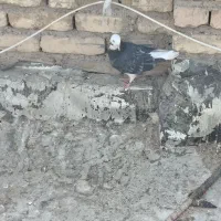 مفل شازده وابلغ