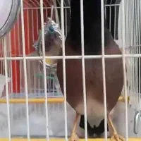 مرغ مینا نر سخنگو