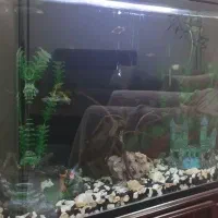 آکواریم خارجی زیبا|ماهی|تهران, افسریه شمالی|دیوار