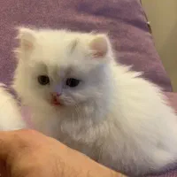 بچه گربه های اصیل و اشرافی|گربه|اصفهان, بابوکان جنوبی|دیوار