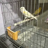 قناری ماده موزائیکی اماده