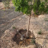 باغ