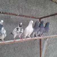 مایه کفتر پرشی