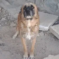 شراکت سرابی