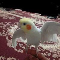 عروس هلندی نر کینگ سایز