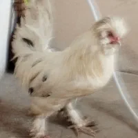 مرغ و خروس محلی پاپر کاکل