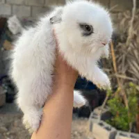 خرگوش اهلی