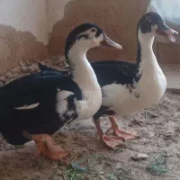 اردک اسرائیلی دورگه