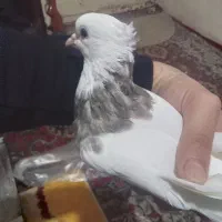 طوقی مفلق ماده|پرنده|رباط‌کریم, رباط‌کریم|دیوار