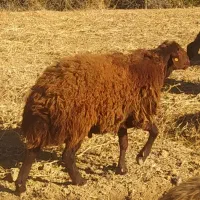 فروش یک عدد قوچ هترو درجه یک سن یک سال نیم