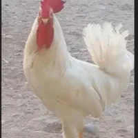 ۲عدد خروس جوان