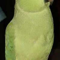 طوطی ملنگو ماده