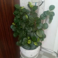 گل طبیعی|گل و گیاه طبیعی|کرج, کیانمهر|دیوار