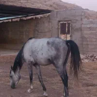 اسب نر ، دوساله ، مدارک دار|اسب و تجهیزات اسبسواری|مسجد سلیمان, |دیوار