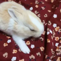 شش بچه خرگوش بیست روزه به همراه مادرشون.|موش و خرگوش|بوشهر, |دیوار