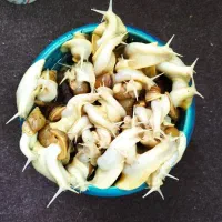 حلزون اچاتینا البینو