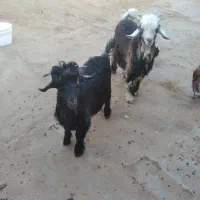 فروش ۲راس بیگ نر ماده چاق پلواری