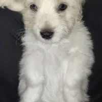 پامر اشپیتز