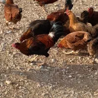 سلام ۶ عدد خروس کوردی|حیوانات مزرعه|سرپل ذهاب, |دیوار