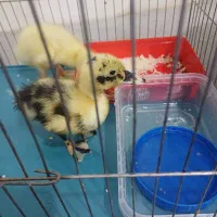 دو عدد جوجه اردک سالم|حیوانات مزرعه|شیراز, گویم|دیوار