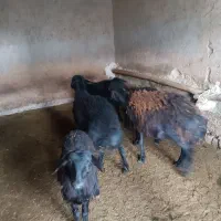 دو راس بره نر دامازلوخ