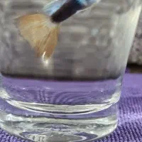 ماهی گوپی کلکسیونی خاص (مولد)|ماهی|گرگان, |دیوار