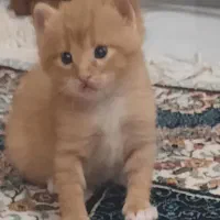 گربه خانگی رایگان