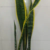 سانسوریا شمشیری ابلق در بندرعباس|گل و گیاه طبیعی|بندرعباس, |دیوار