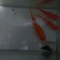 ماهی قرمز مولد