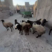 گوسفند فروشی