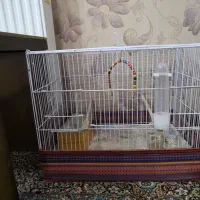 قفس پرنده|لوازم جانبی حیوانات|کرمان, |دیوار