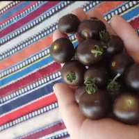 گوجه گیلاسی سیاه
