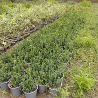 شمشاد نعنایی|گل و گیاه طبیعی|کلاچای, |دیوار