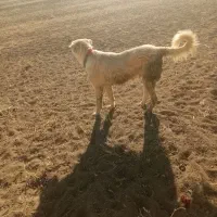 واگذار توله 14ماه درجه یک گلی