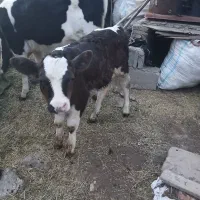 گاو وگوساله